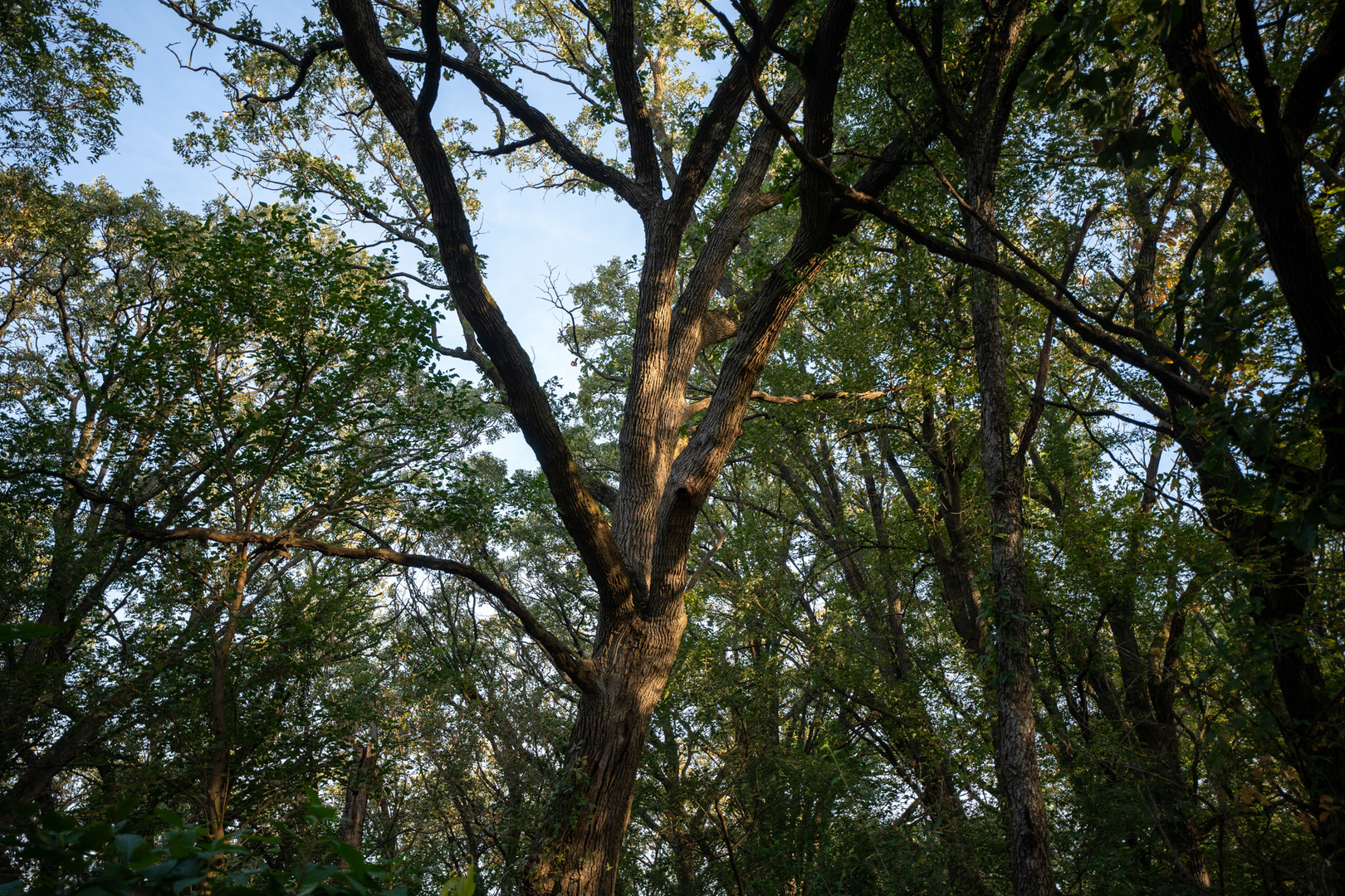 0 Hunter Road Capron, IL 61012 - Photo 25 of 36 a view of tree
