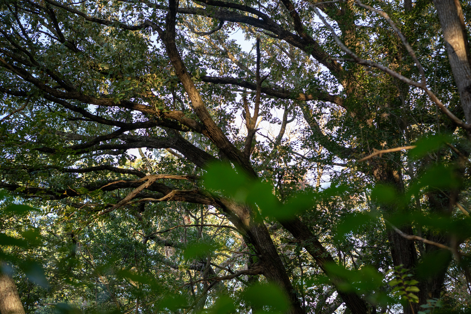 0 Hunter Road Capron, IL 61012 - Photo 26 of 36 a picture of tree