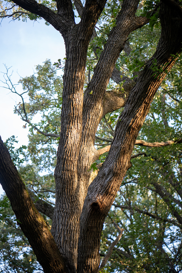 0 Hunter Road Capron, IL 61012 - Photo 27 of 36 a view of tree
