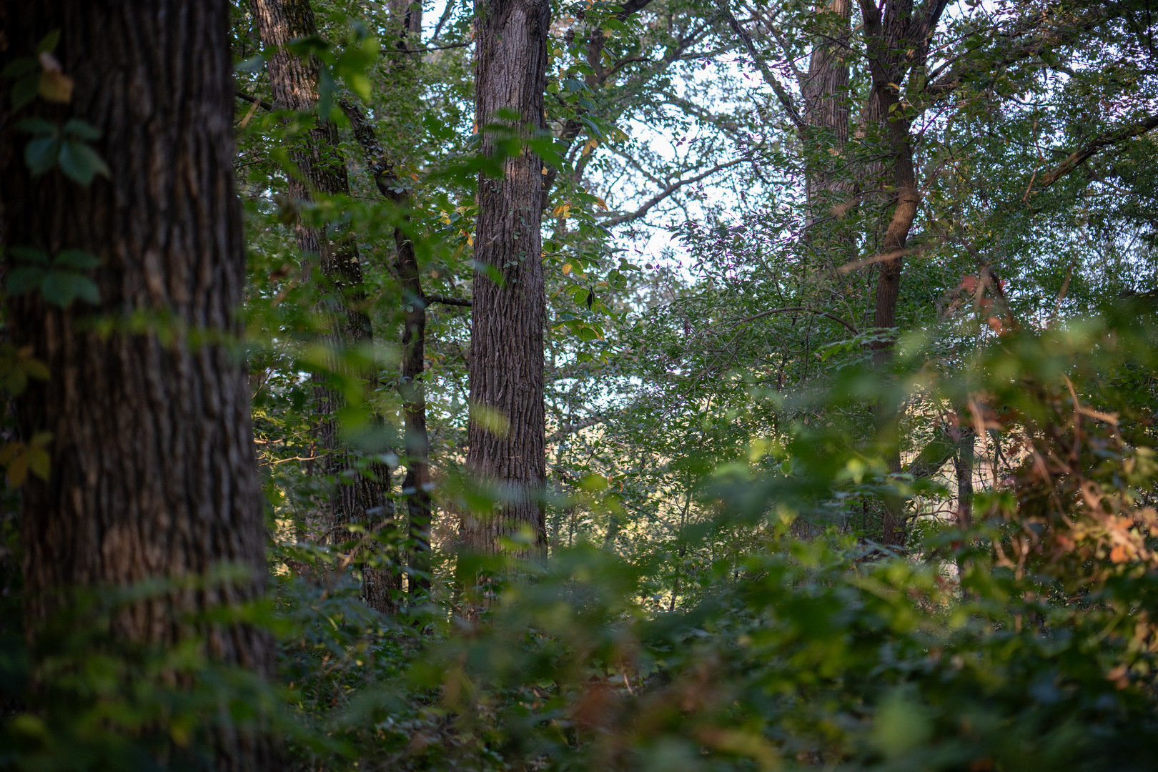 0 Hunter Road Capron, IL 61012 - Photo 28 of 36 a view of a tree in a yard