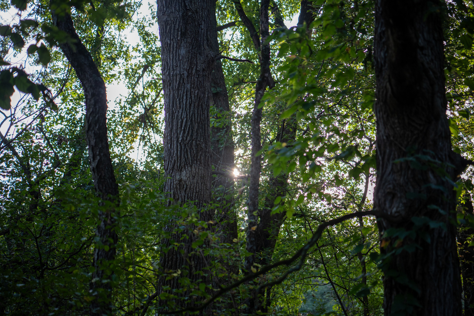 0 Hunter Road Capron, IL 61012 - Photo 30 of 36 a view of tree