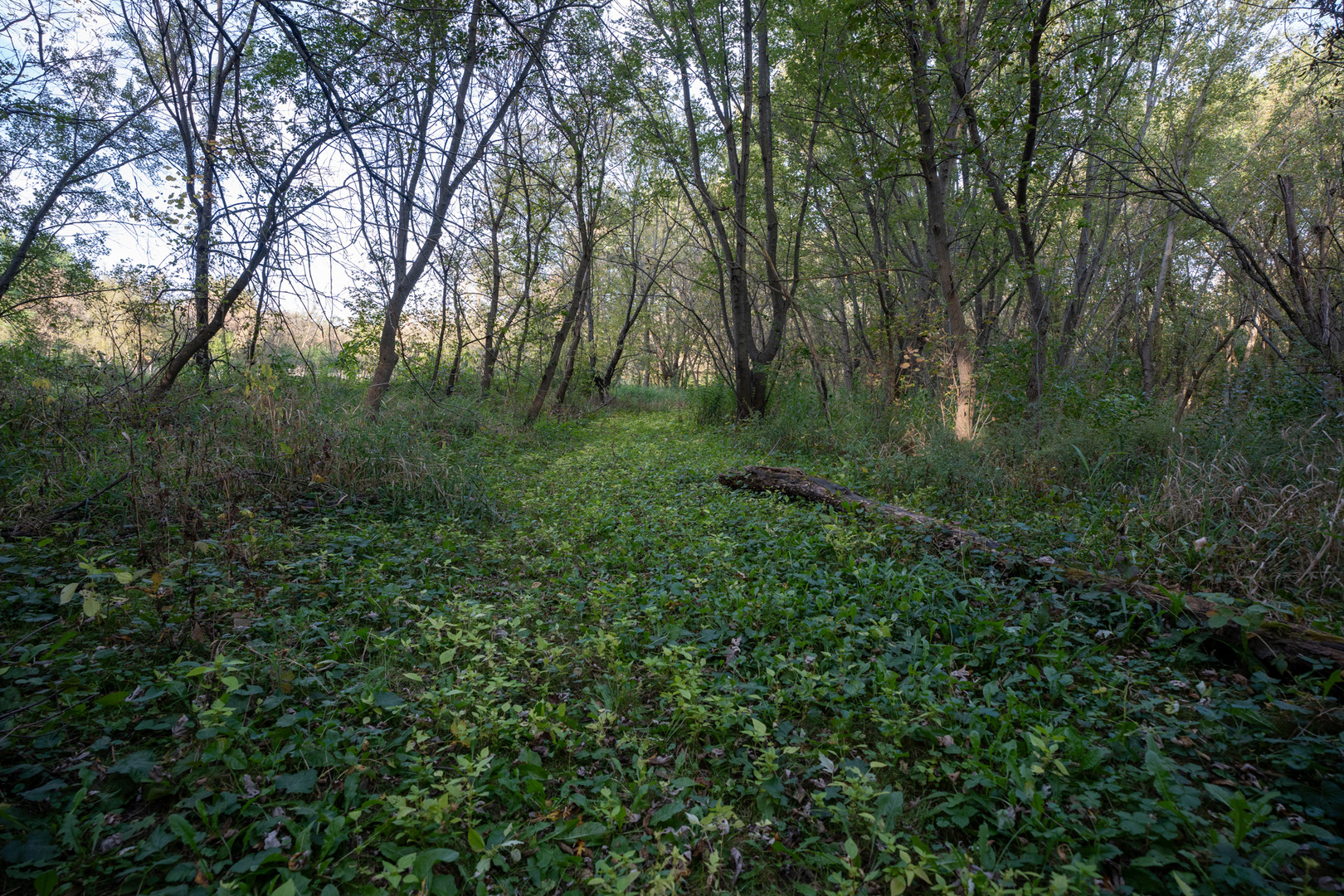 0 Hunter Road Capron, IL 61012 - Photo 31 of 36 a view of a lush green forest