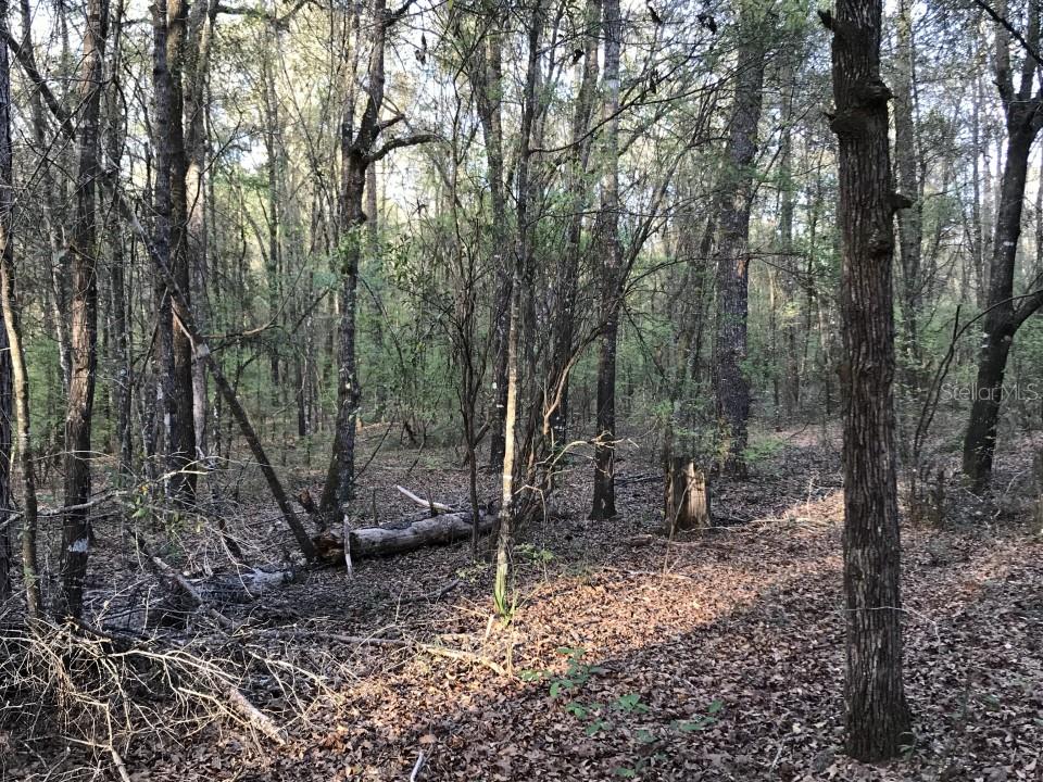 14th Trace Live Oak, FL 32060 - Photo 1 of 1 a view of a forest filled with trees