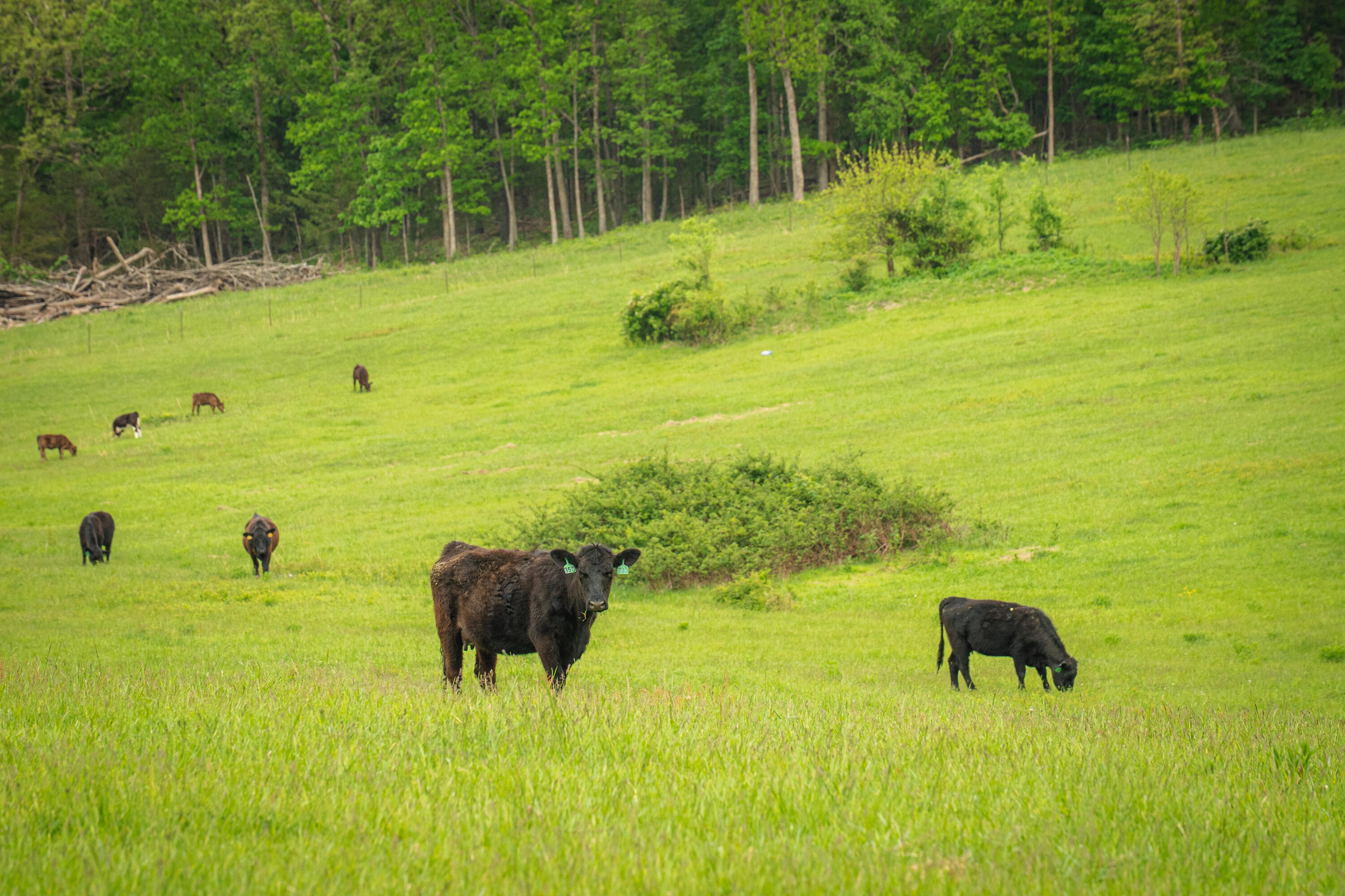 Missouri Cattle Ranch