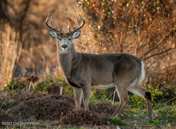 205 Whittaker Road Bushkill, PA 18324 - Photo 3 of 4 Buck Photo