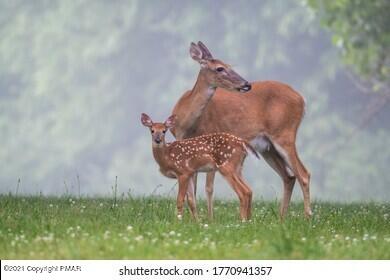 205 Whittaker Road Bushkill, PA 18324 - Photo 4 of 4 Doe & Fawn