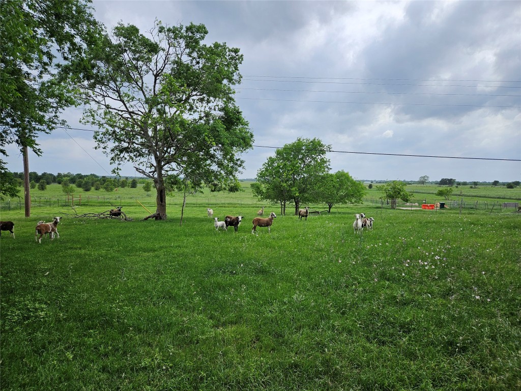 a green field with lots of tress in it