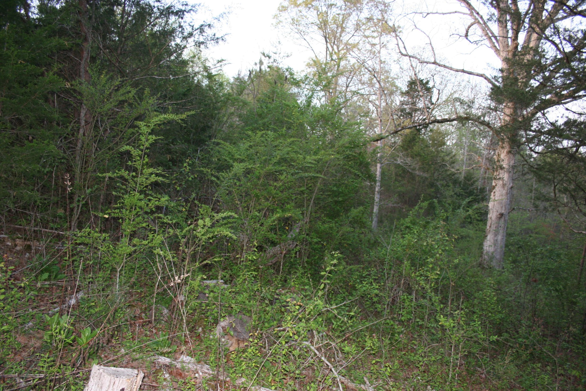 0 Gamble Road Madisonville, TN 37354 - Photo 13 of 13 Gallery Image 13
