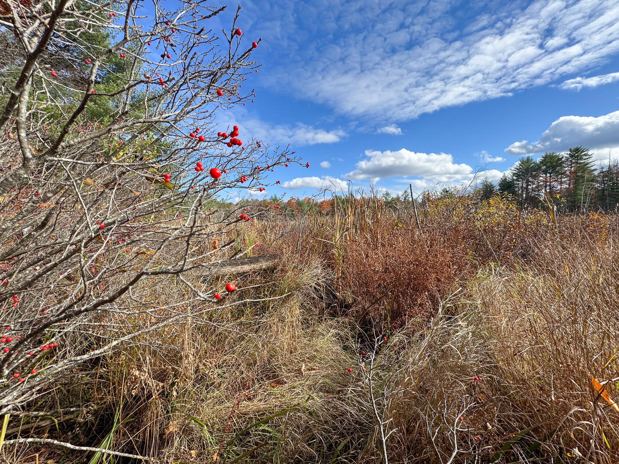 Lot 20.2 Off Route 3 Montville, ME 04941 - Photo 13 of 19 IMG_0150