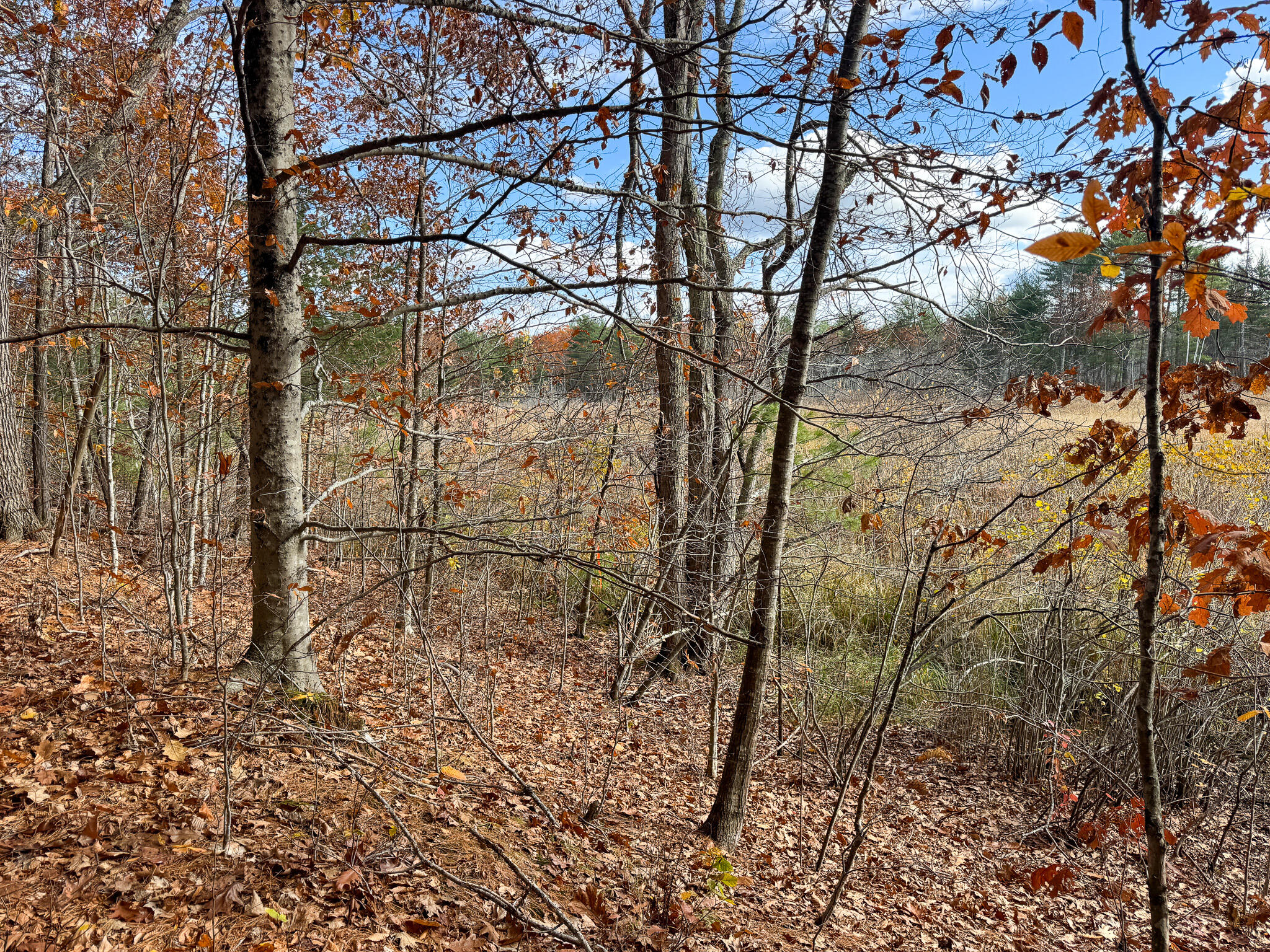 Lot 20.2 Off Route 3 Montville, ME 04941 - Photo 14 of 19 IMG_0151