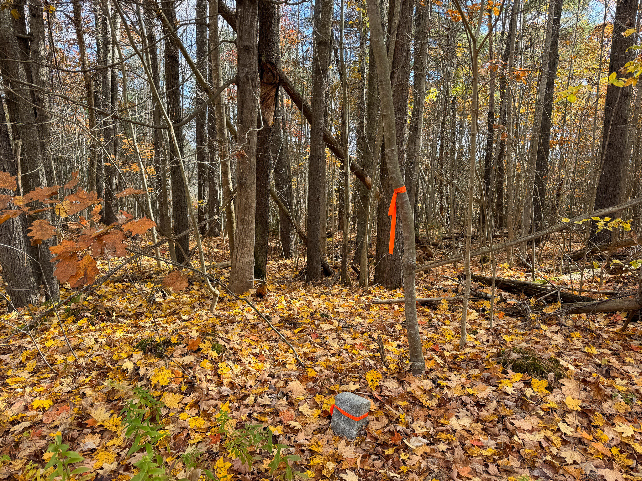 Lot 20.2 Off Route 3 Montville, ME 04941 - Photo 16 of 19 IMG_0153