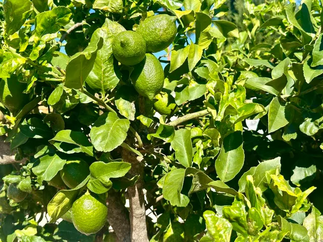 $950,000 | 2445 South Stage Coach Lane, Fallbrook, CA 92028