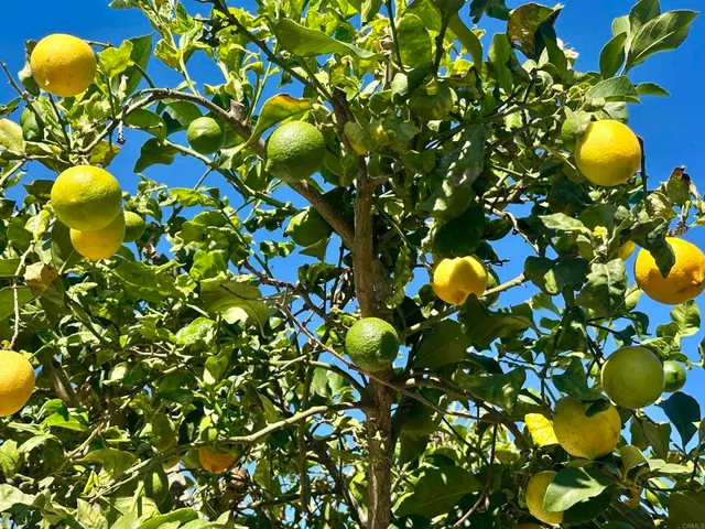 $950,000 | 2445 South Stage Coach Lane, Fallbrook, CA 92028