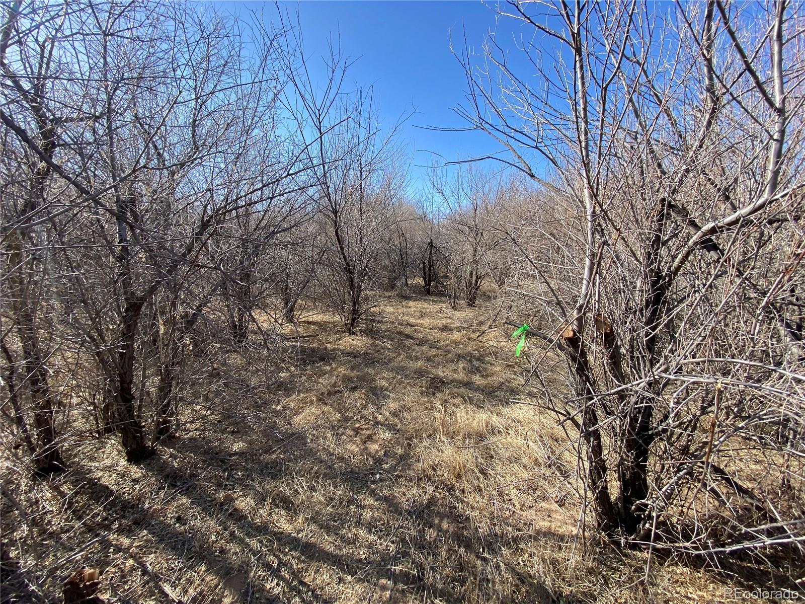 14 Ghost River Ranch Rye, CO 81069 - Photo 5 of 13 a backyard of a house with large trees