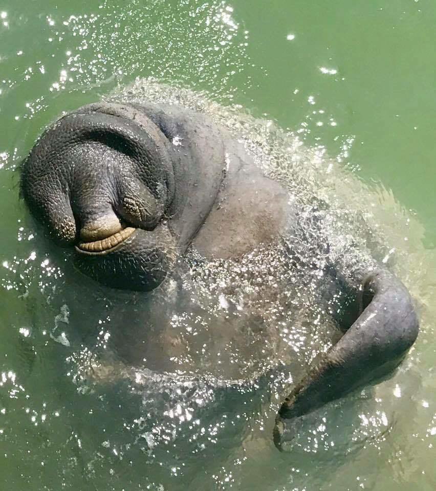 213 Sombrero Beach Road Marathon, FL 33050 - Photo 43 of 45 Manatee Smiling