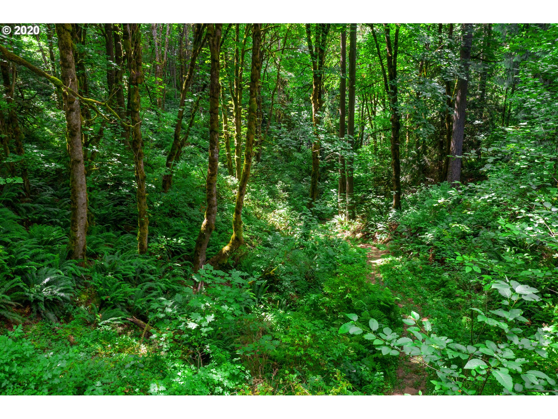 12021 Northwest McNamee Road Portland, OR 97231 - Photo 7 of 24