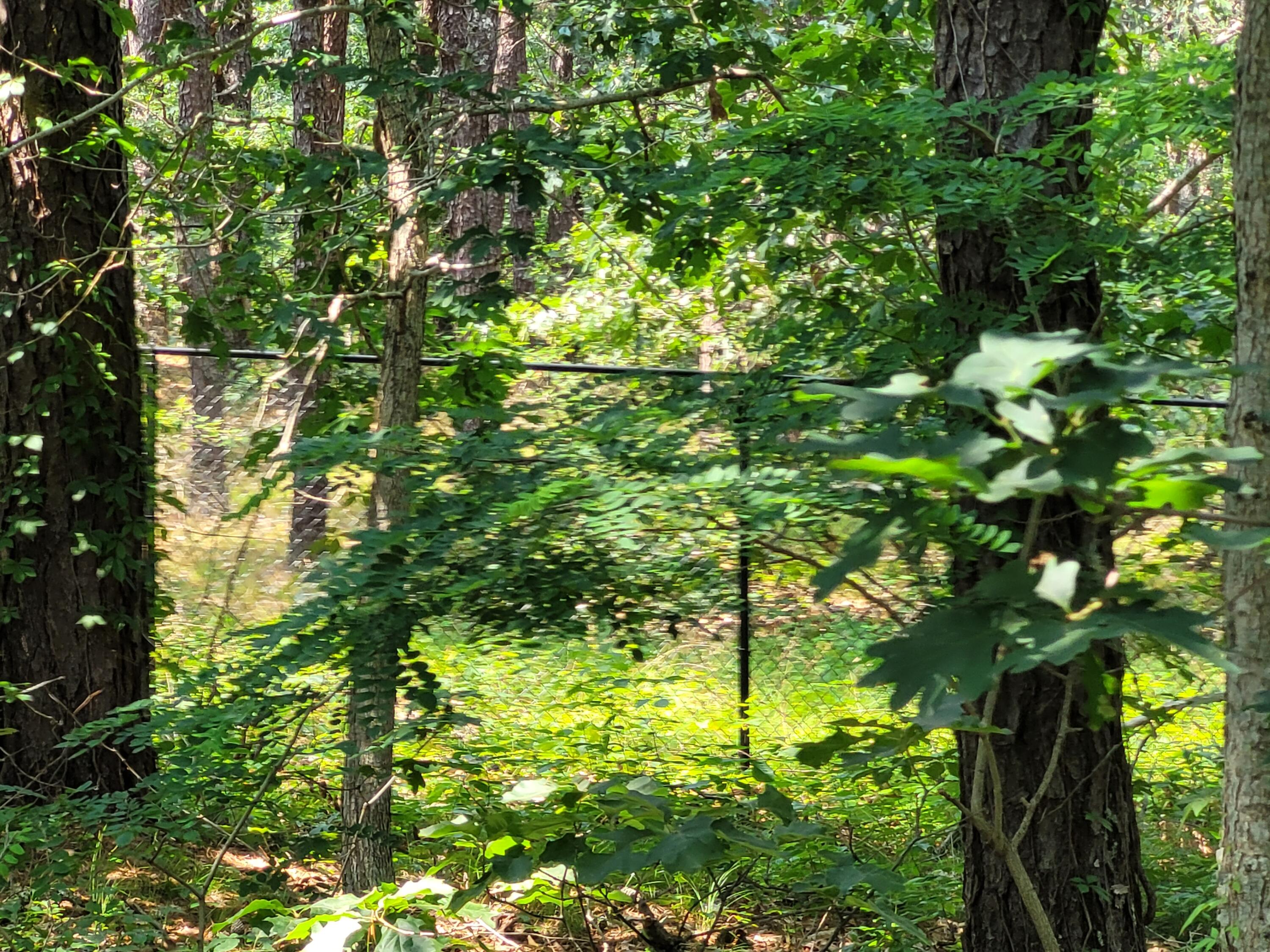 45 Designers Road Wellfleet, MA 02667 - Photo 67 of 84 a backyard of a house with lots of green space