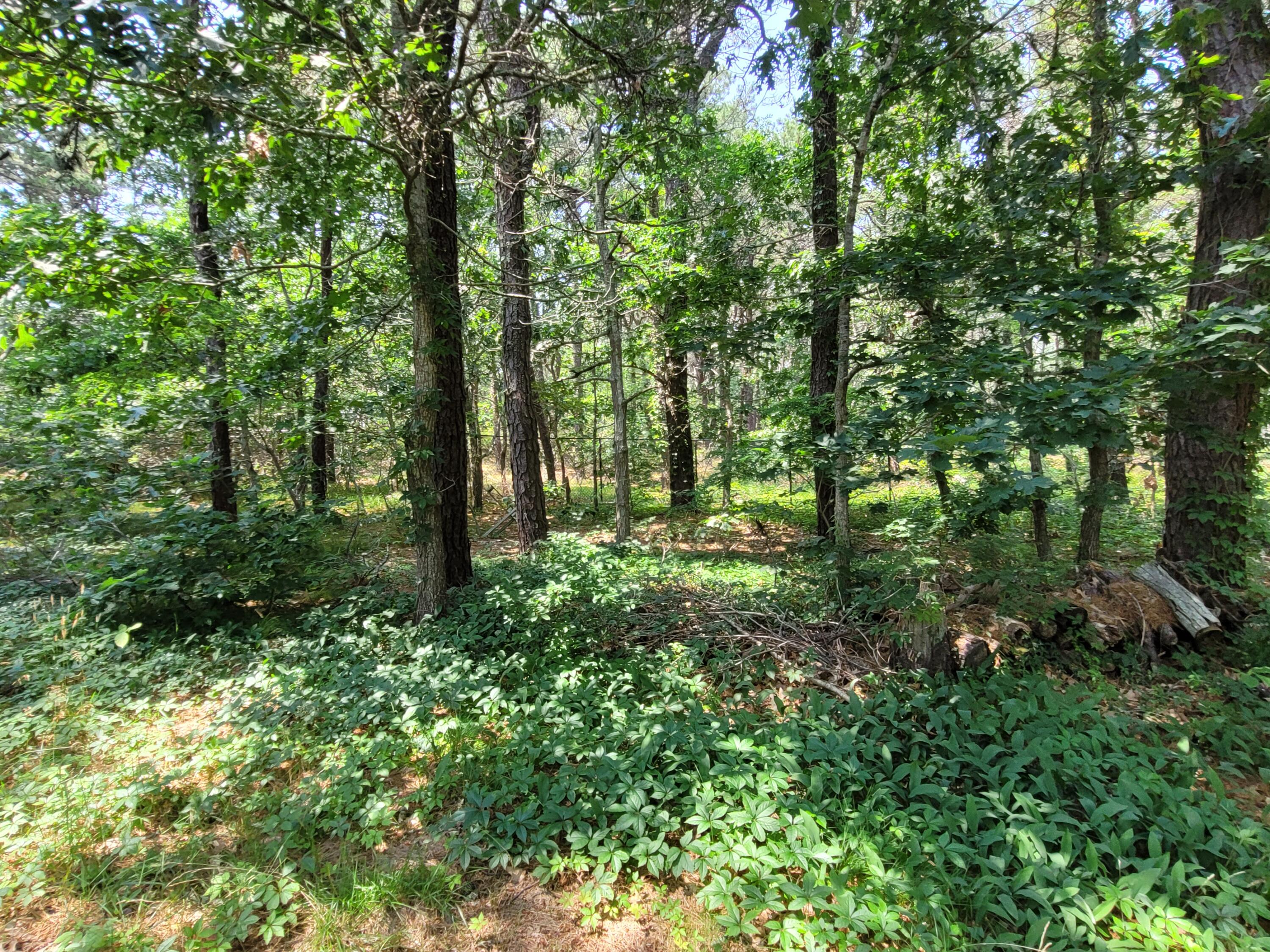 45 Designers Road Wellfleet, MA 02667 - Photo 69 of 84 a view of outdoor space and green space