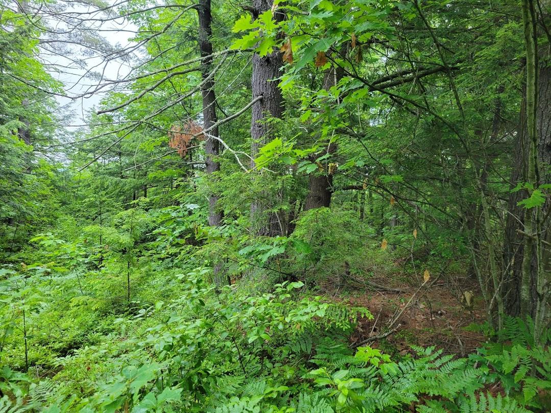 231 Flat Ground Road Acton, ME 04001 - Photo 10 of 27 20210615_090352