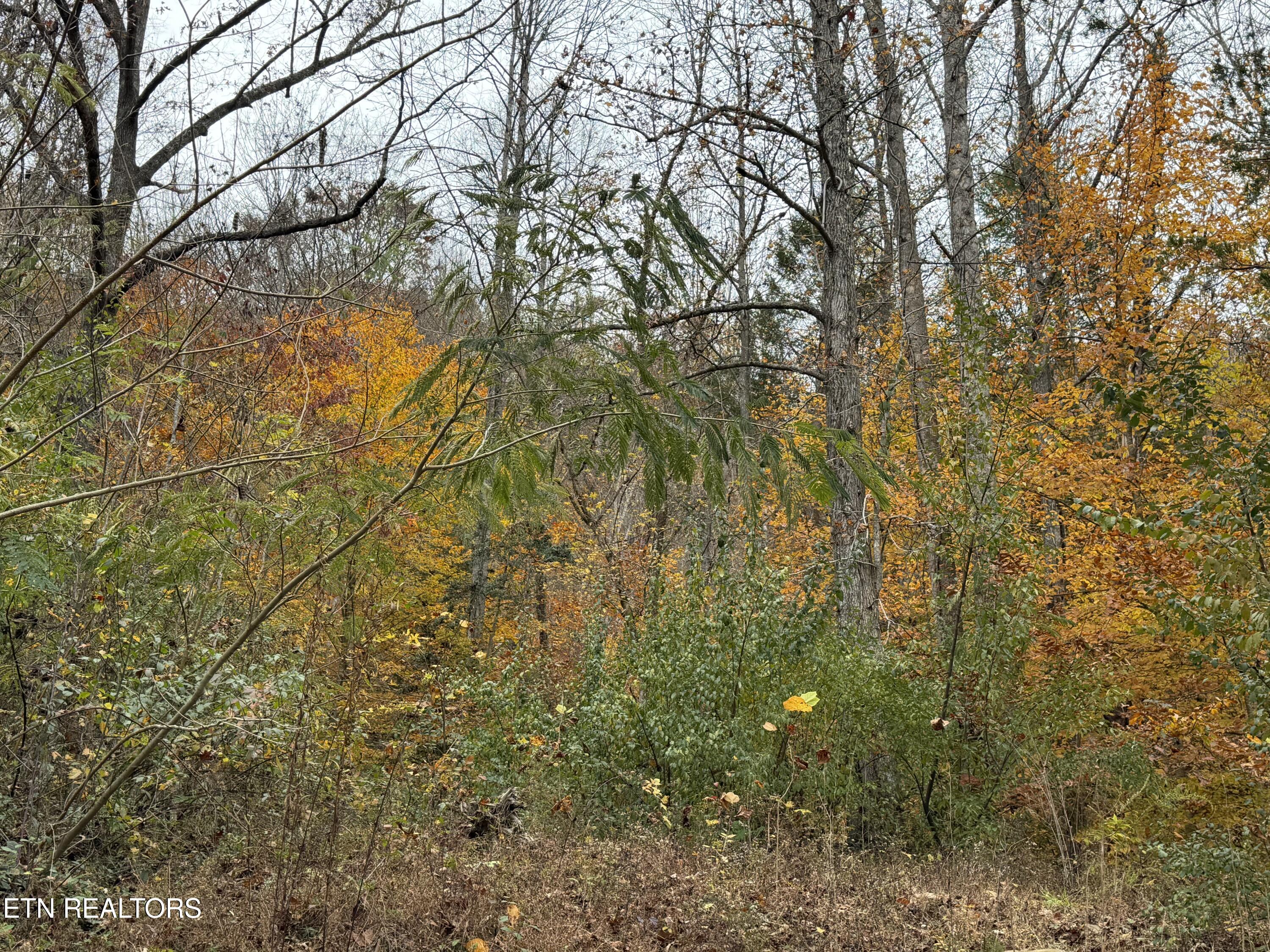 Stinking Creek Road Pioneer, TN 37847 - Photo 5 of 10 IMG_3780