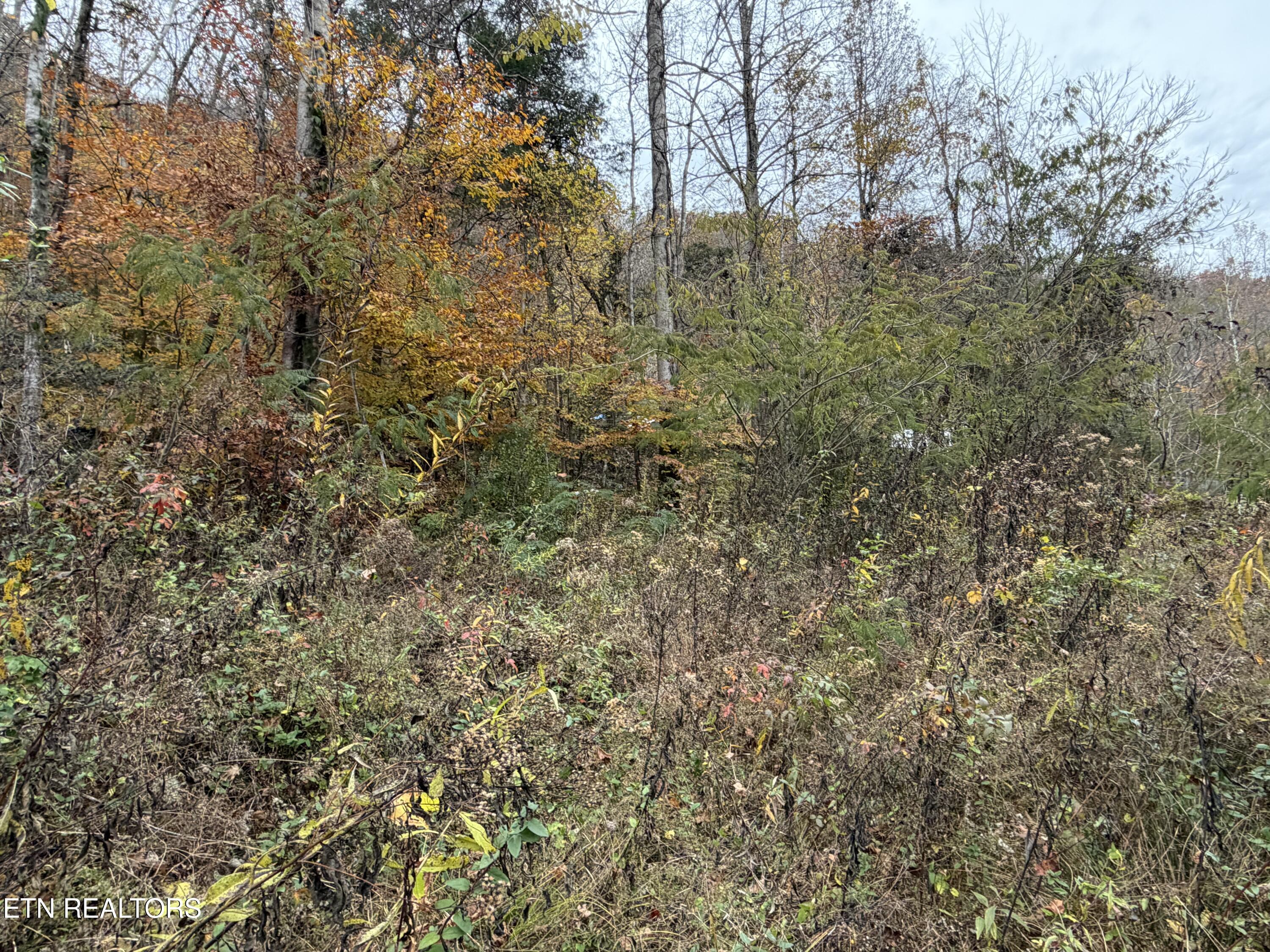 Stinking Creek Road Pioneer, TN 37847 - Photo 6 of 10 IMG_3781