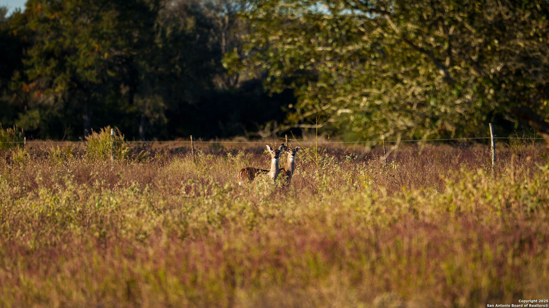 0 Hagan Mott Road Yoakum, TX 77995 - Photo 5 of 12 a view of swimming pool of water with green space
