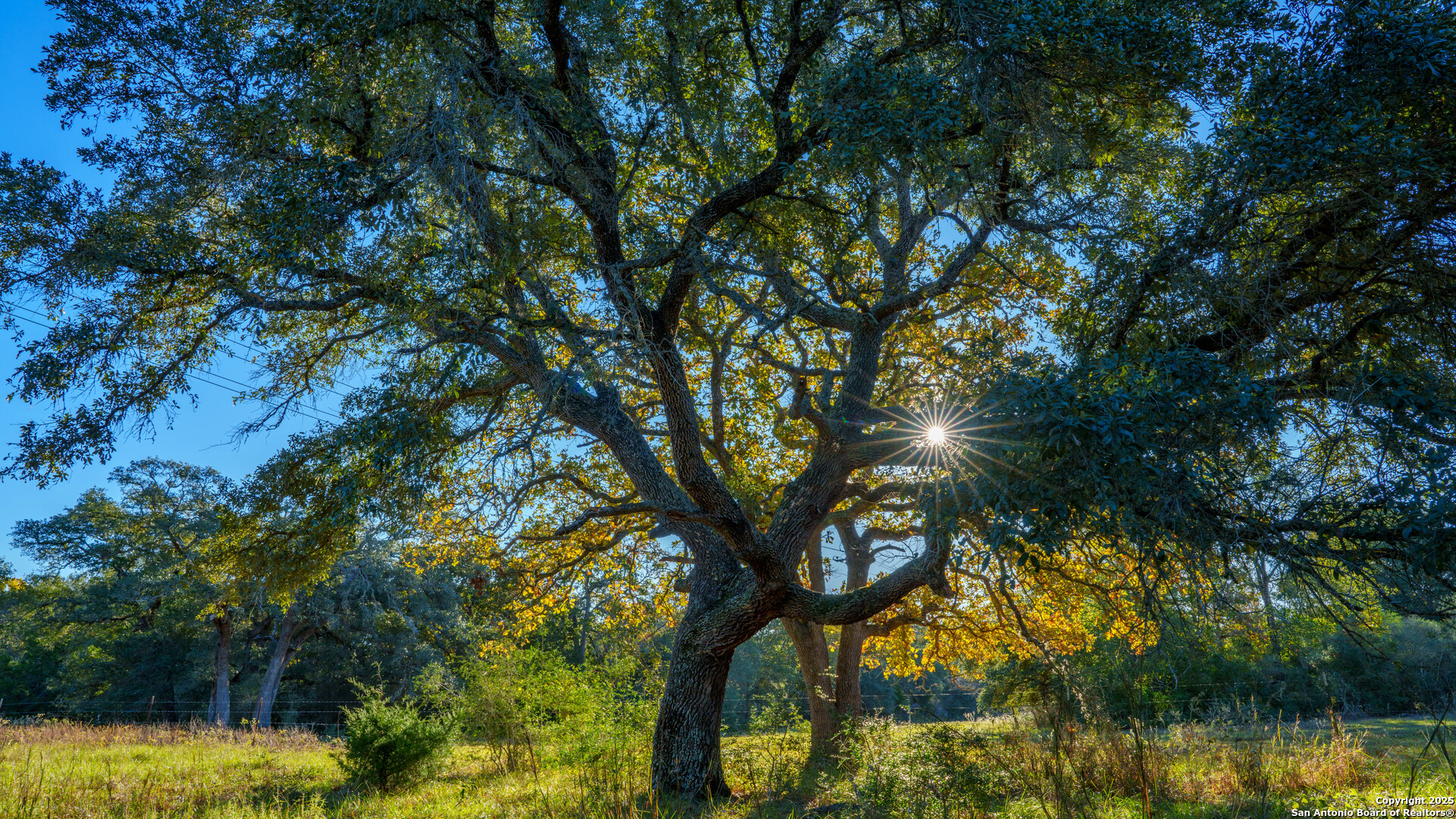 0 Hagan Mott Road Yoakum, TX 77995 - Photo 6 of 12 a view of a house with a tree in a yard