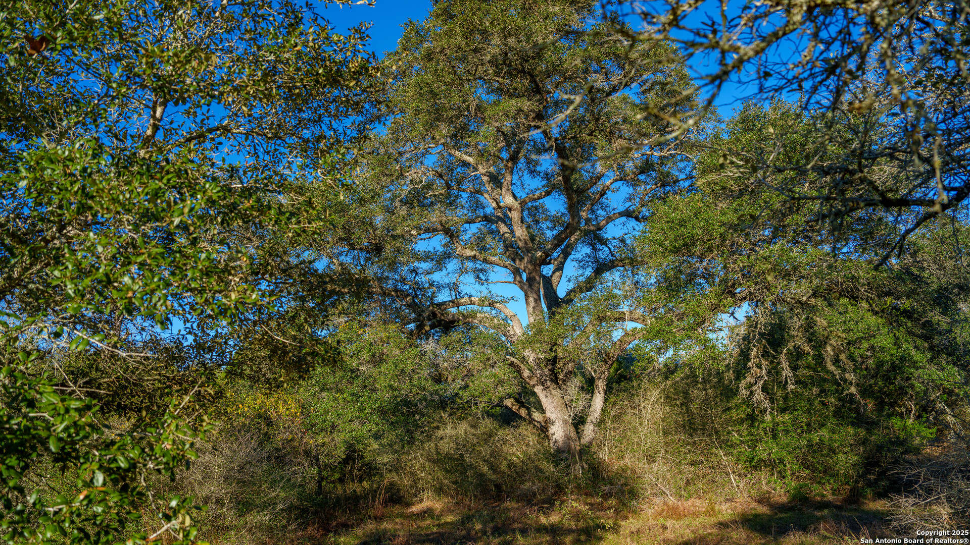 0 Hagan Mott Road Yoakum, TX 77995 - Photo 7 of 12 a view of a tree
