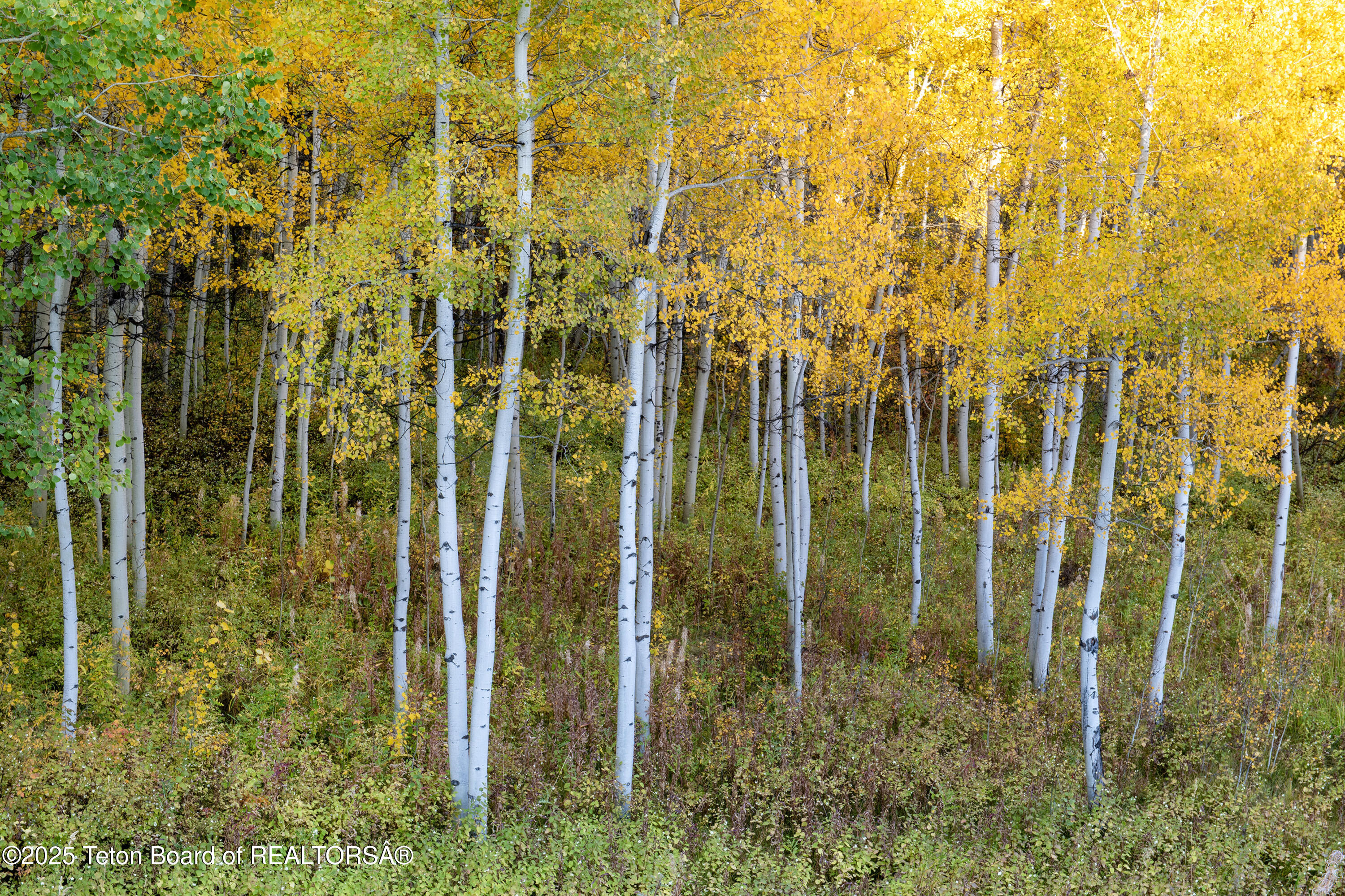 10827 Hiatt Trail Tetonia, ID 83452 - Photo 73 of 96 DSC_4273_print