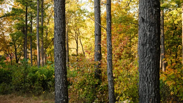 $250,000 | 1147 Topo Drive, Guild, TN 37340