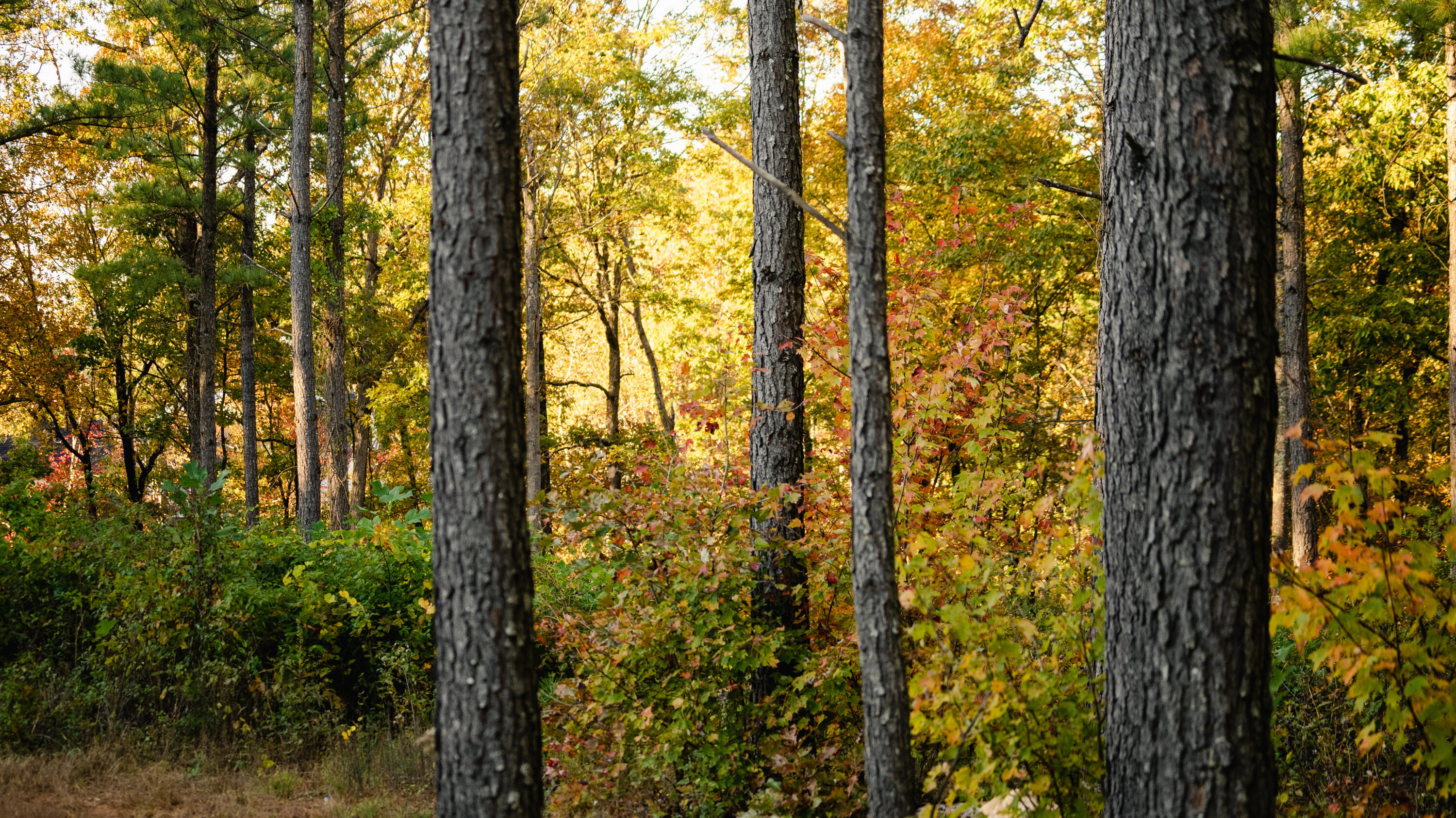1147 Topo Drive Guild, TN 37340 - Photo 14 of 18 DSC08081