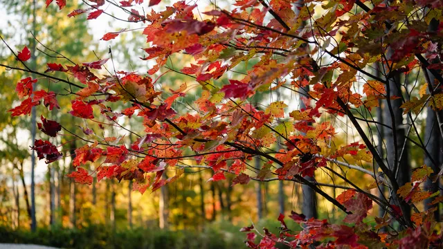 $250,000 | 1147 Topo Drive, Guild, TN 37340