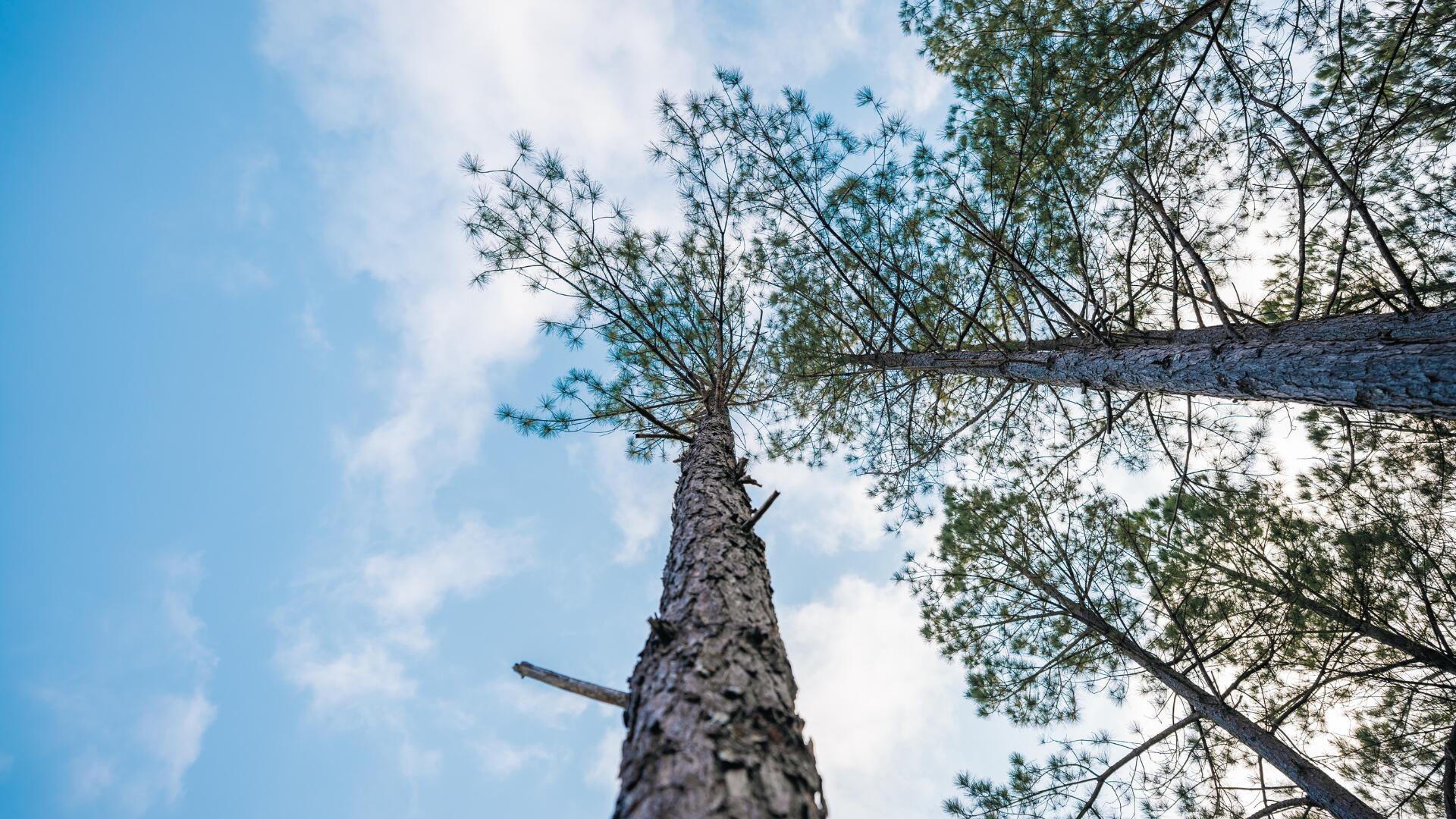 1147 Topo Drive Guild, TN 37340 - Photo 7 of 18 8