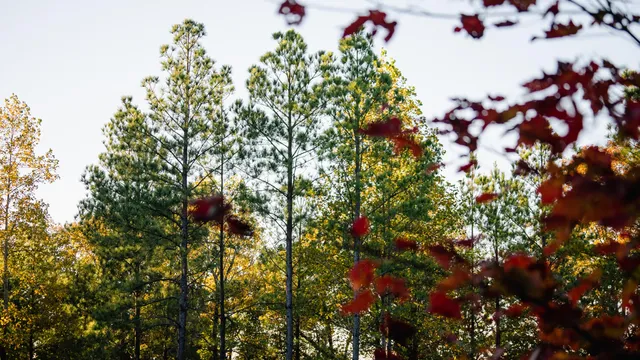 $250,000 | 1147 Topo Drive, Guild, TN 37340