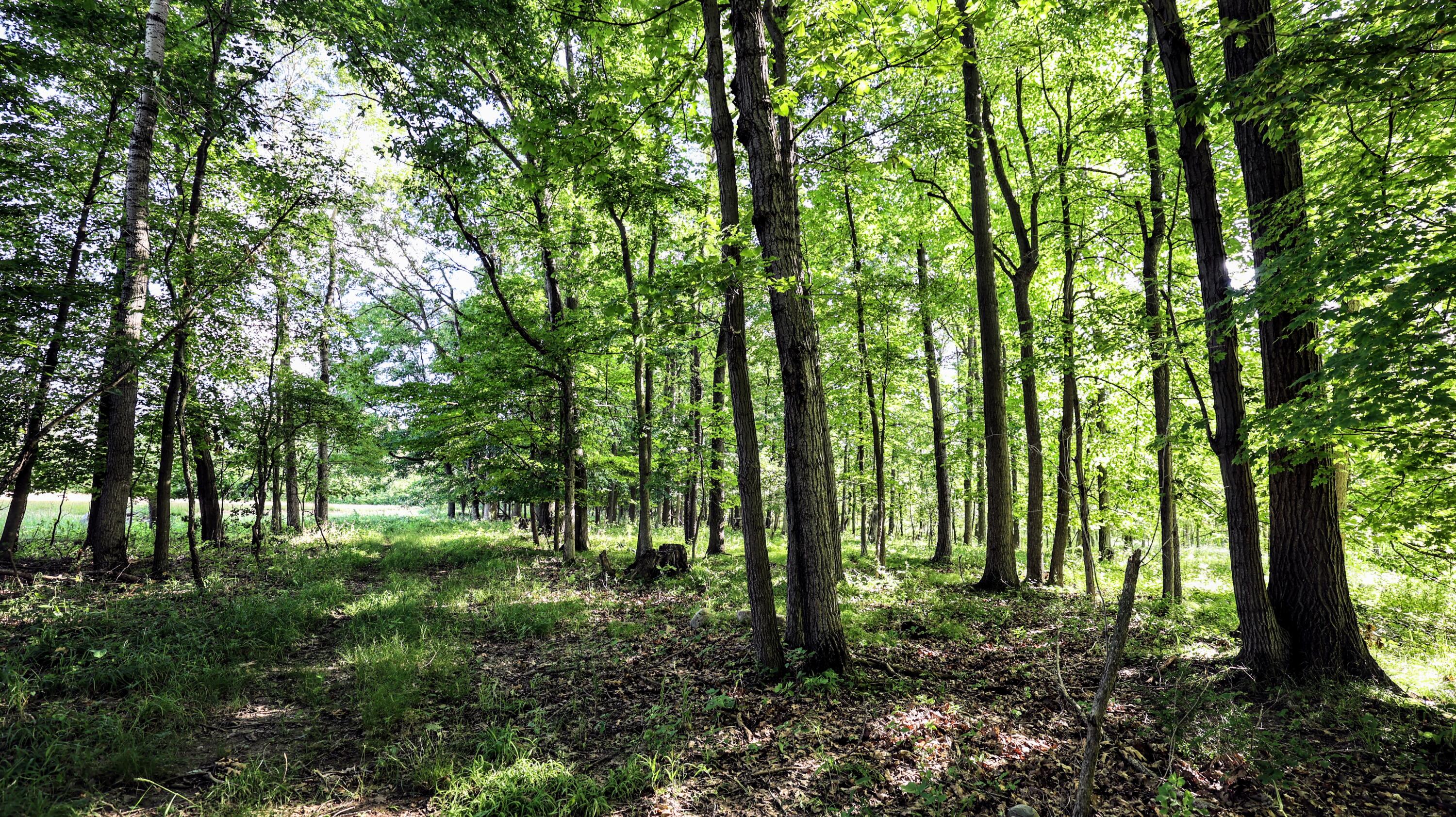 29 29 Mile Road Albion, MI 49224 - Photo 25 of 48 25