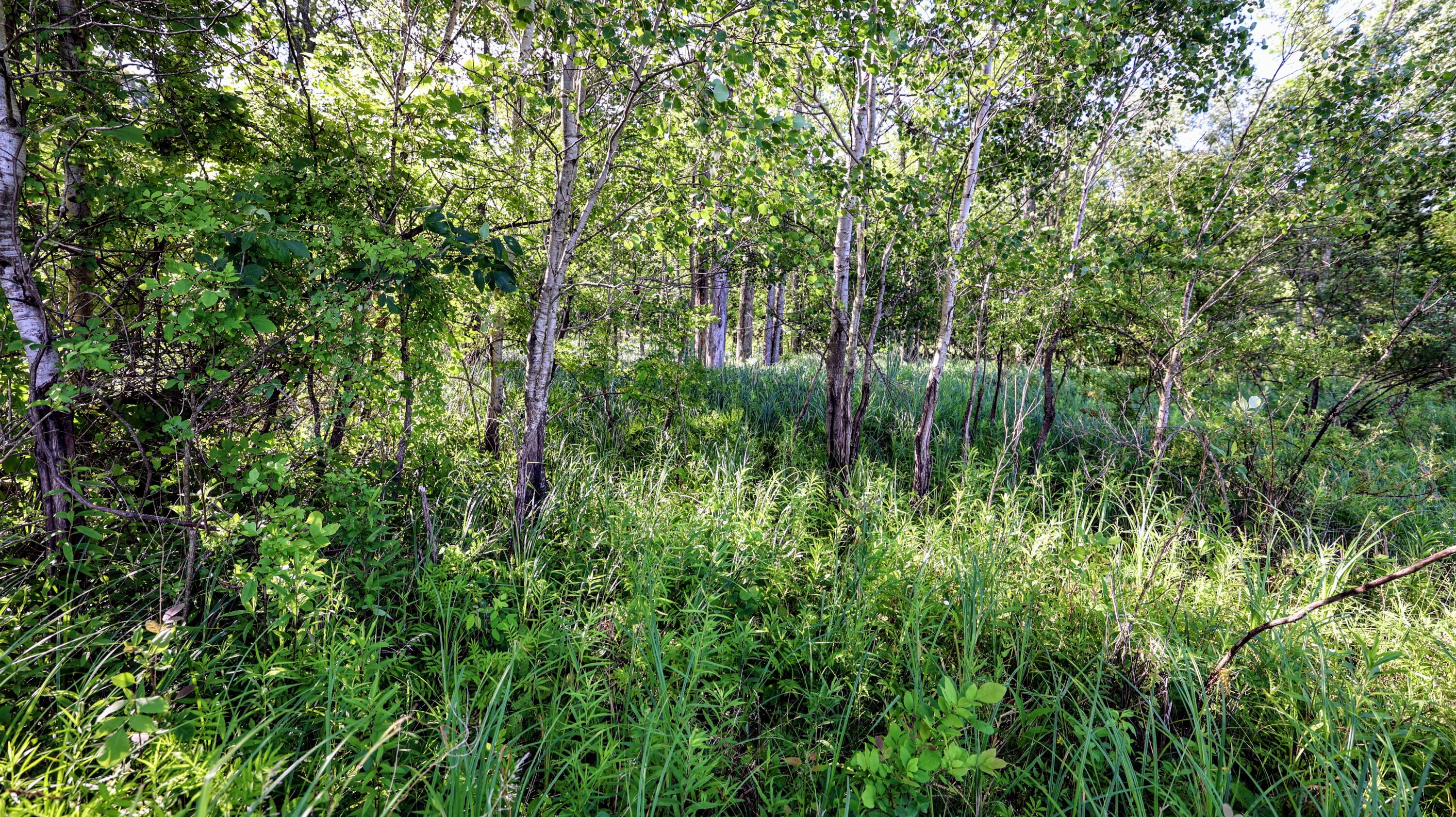 29 29 Mile Road Albion, MI 49224 - Photo 4 of 48 4