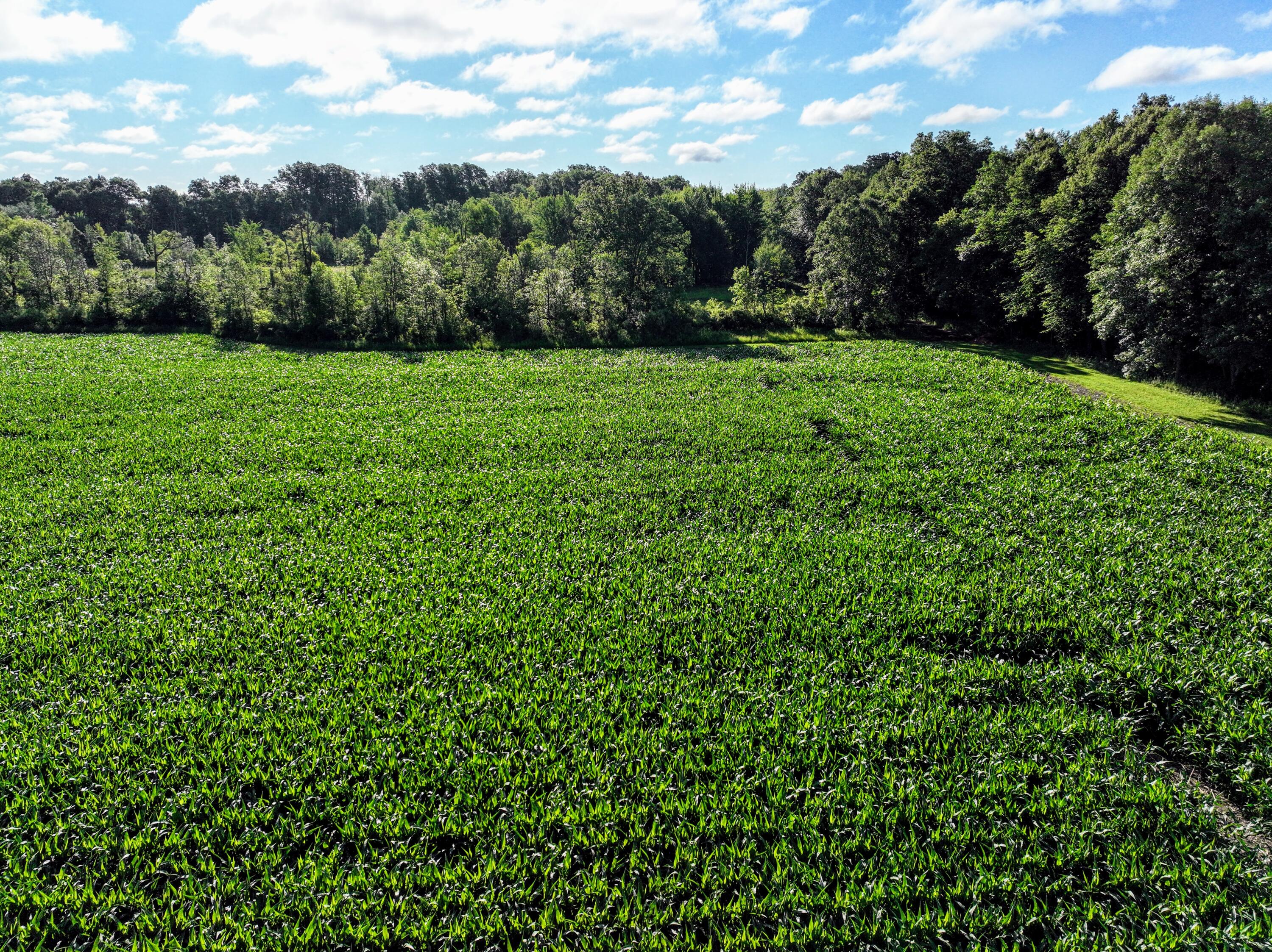 29 29 Mile Road Albion, MI 49224 - Photo 45 of 48 45