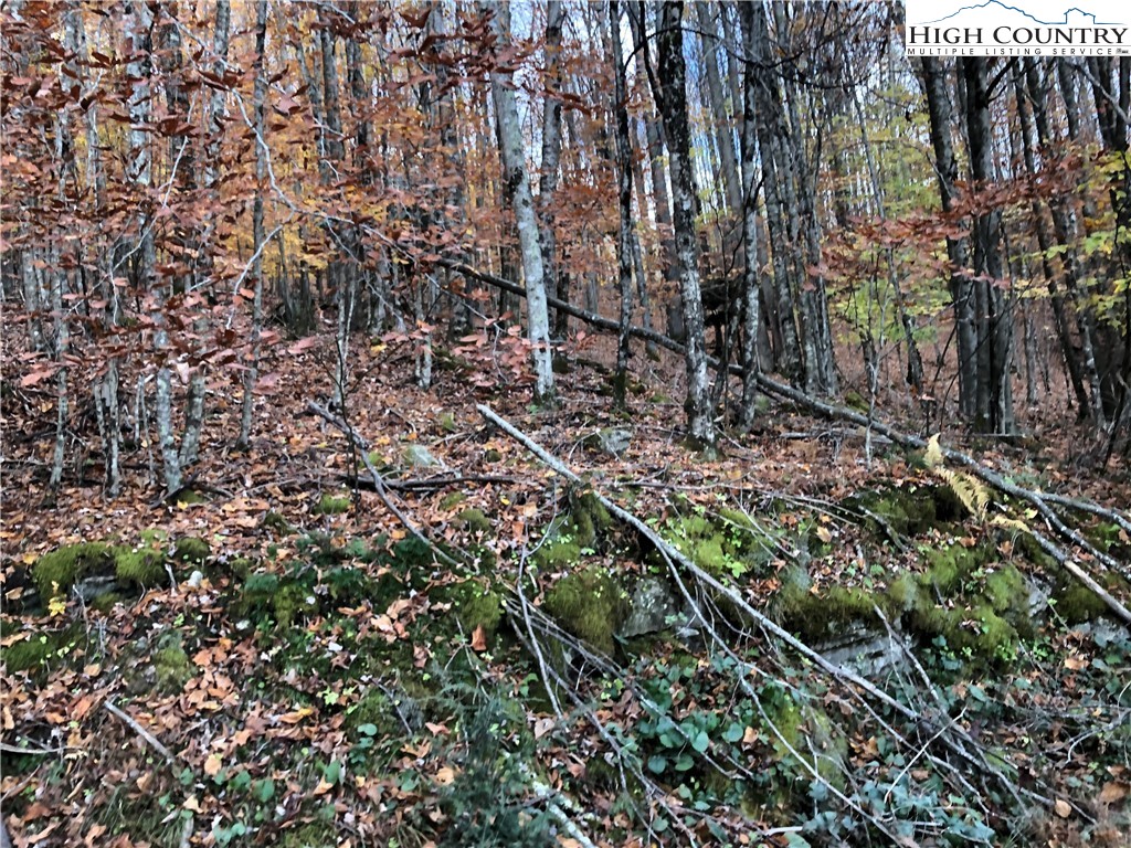105 Lakeledge Road Beech Mountain, NC 28604 - Photo 3 of 4 a view of a forest with a tree
