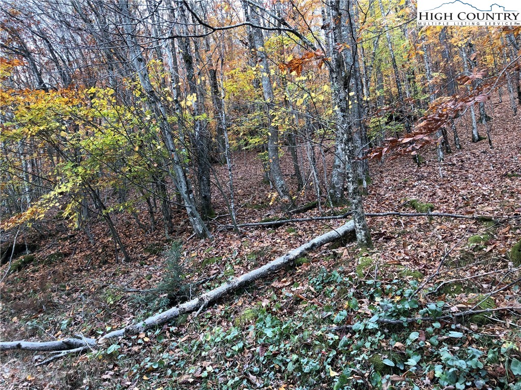 105 Lakeledge Road Beech Mountain, NC 28604 - Photo 4 of 4 a view of a forest with trees