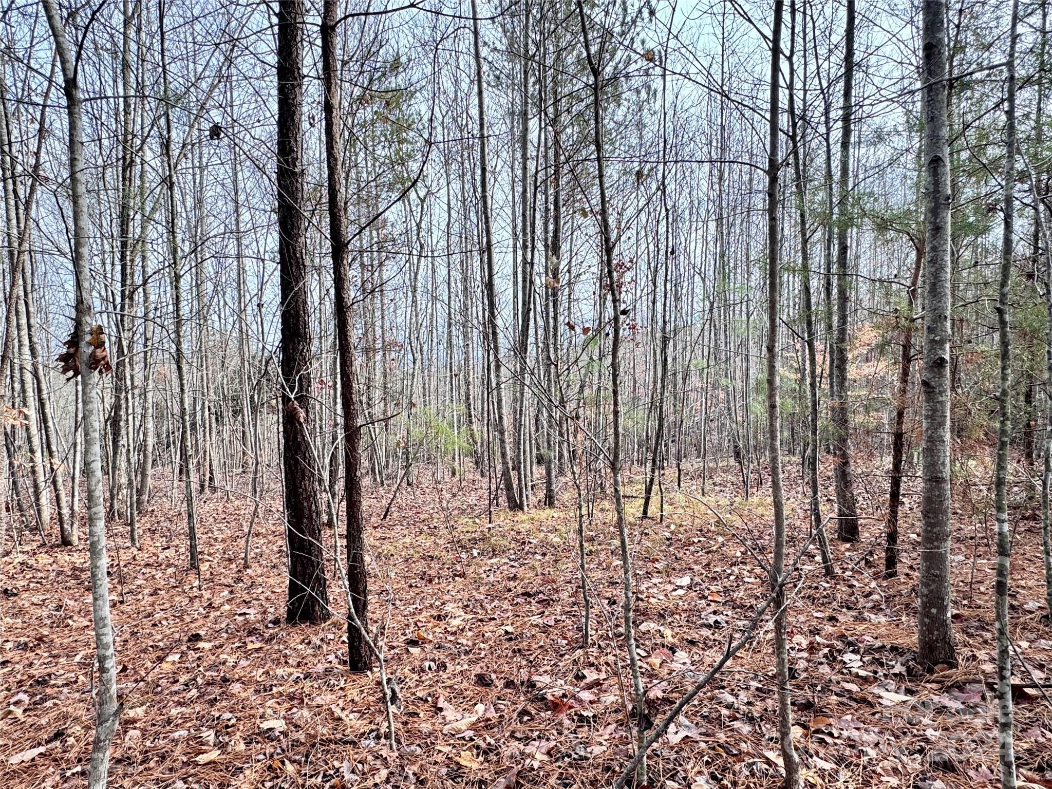 0 Hope Drive Rutherfordton, NC 28139 - Photo 9 of 22 a view of yard