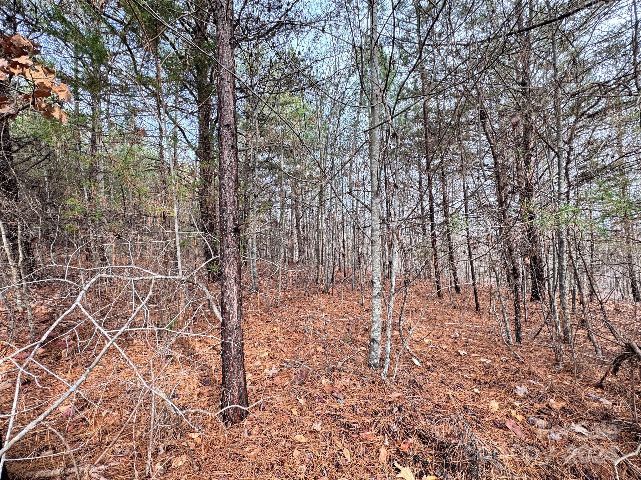 0 Hope Drive Rutherfordton, NC 28139 - Photo 10 of 22 a view of yard