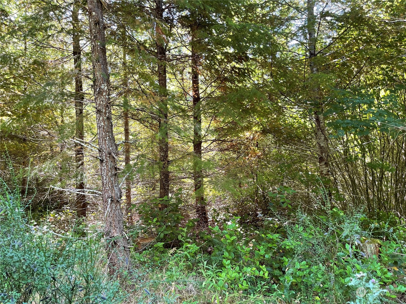 0 Kobe Road Chehalis, WA 98532 - Photo 3 of 13