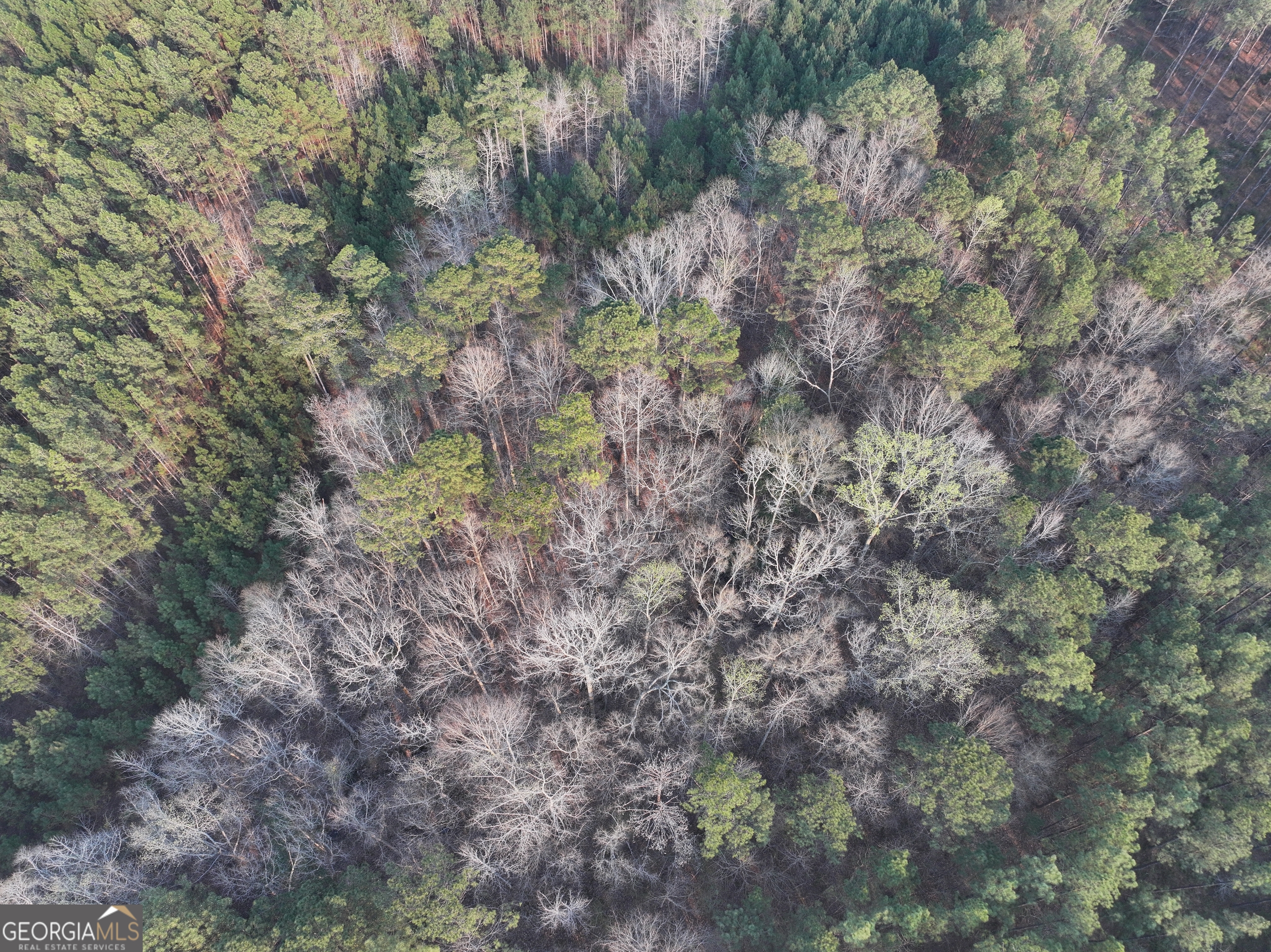 105 Acres On Mccosh Mill Road LaGrange, GA 30240 - Photo 6 of 25 a view of a forest with lots of trees