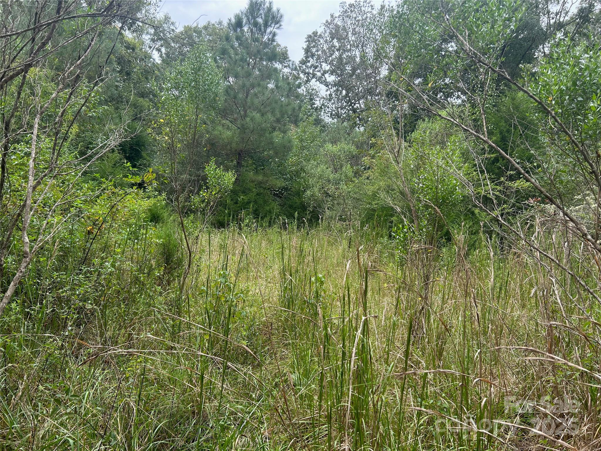 3485 Cedar Circle Road Lancaster, SC 29720 - Photo 12 of 35 a view of a lush green forest next to a tree
