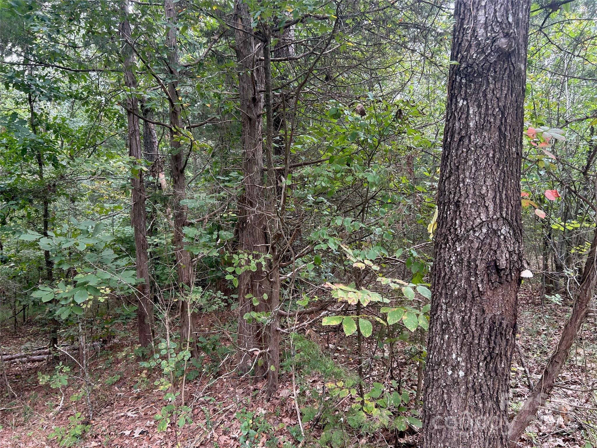 3485 Cedar Circle Road Lancaster, SC 29720 - Photo 26 of 35 a view of a forest with a tree