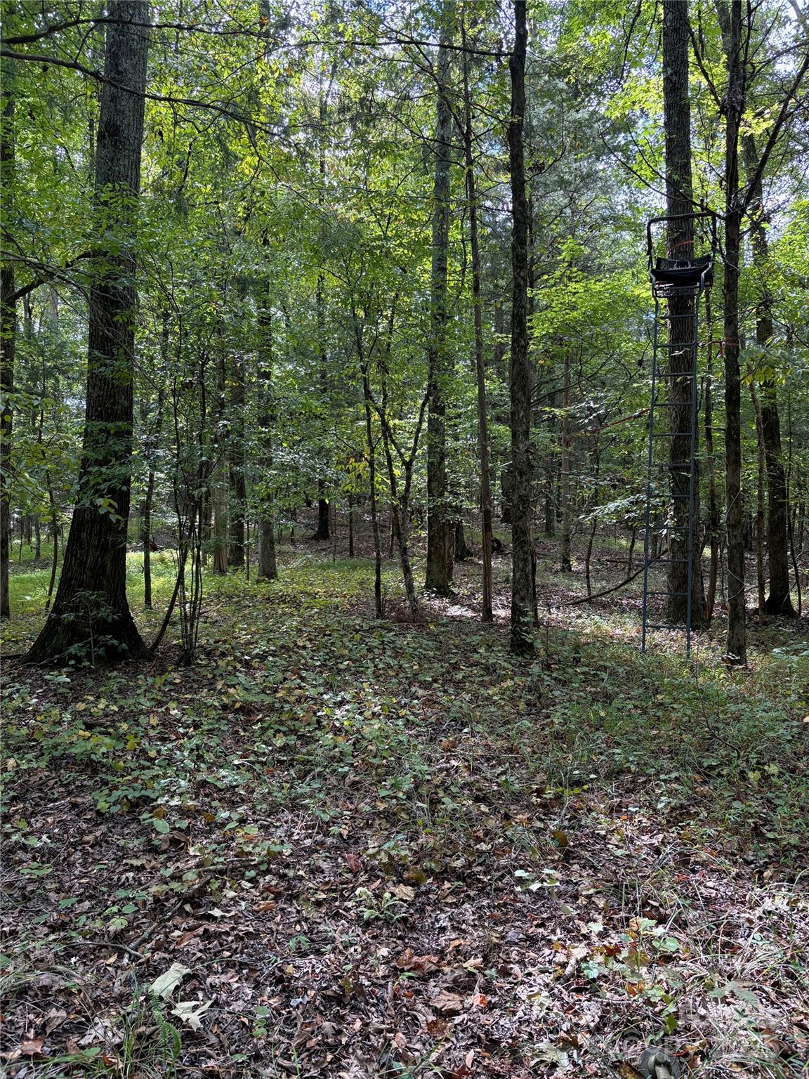 3485 Cedar Circle Road Lancaster, SC 29720 - Photo 28 of 35 a view of a forest with trees in the background