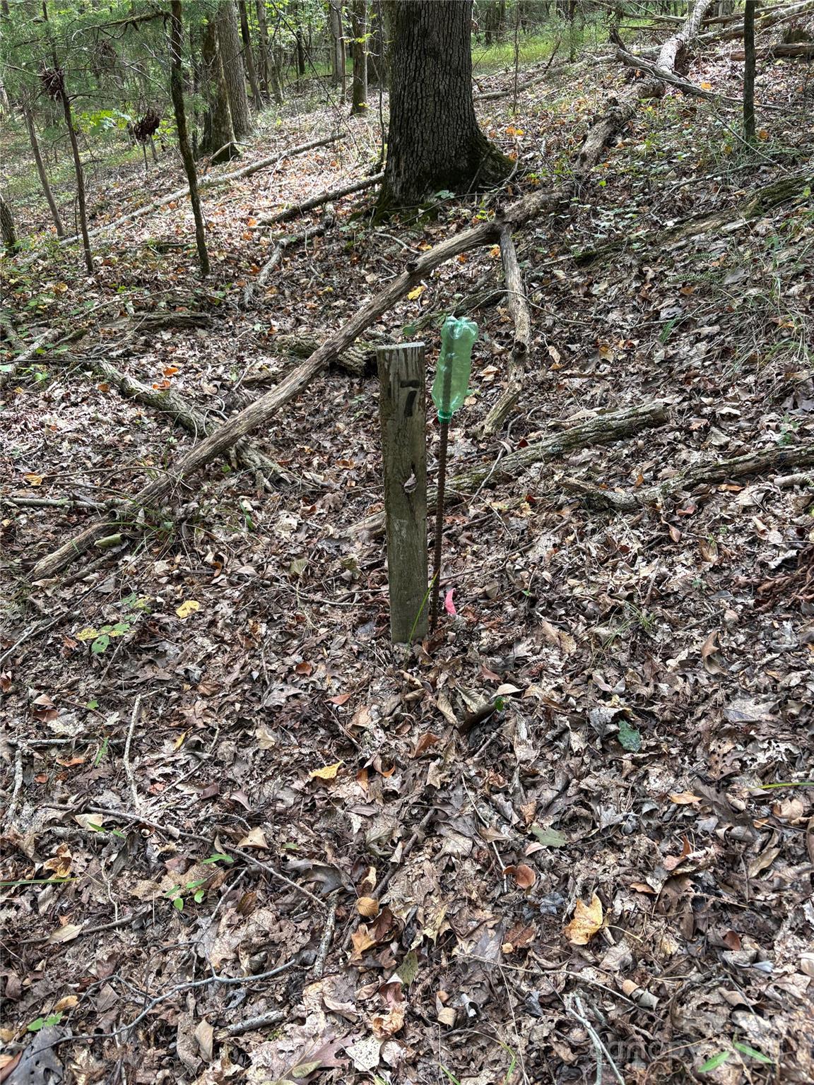 3485 Cedar Circle Road Lancaster, SC 29720 - Photo 32 of 35 a close up of a tree in a forest
