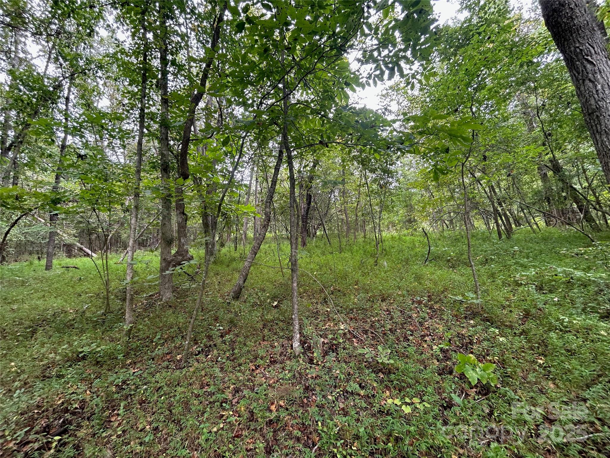 3485 Cedar Circle Road Lancaster, SC 29720 - Photo 8 of 35 a view of a forest with a trees