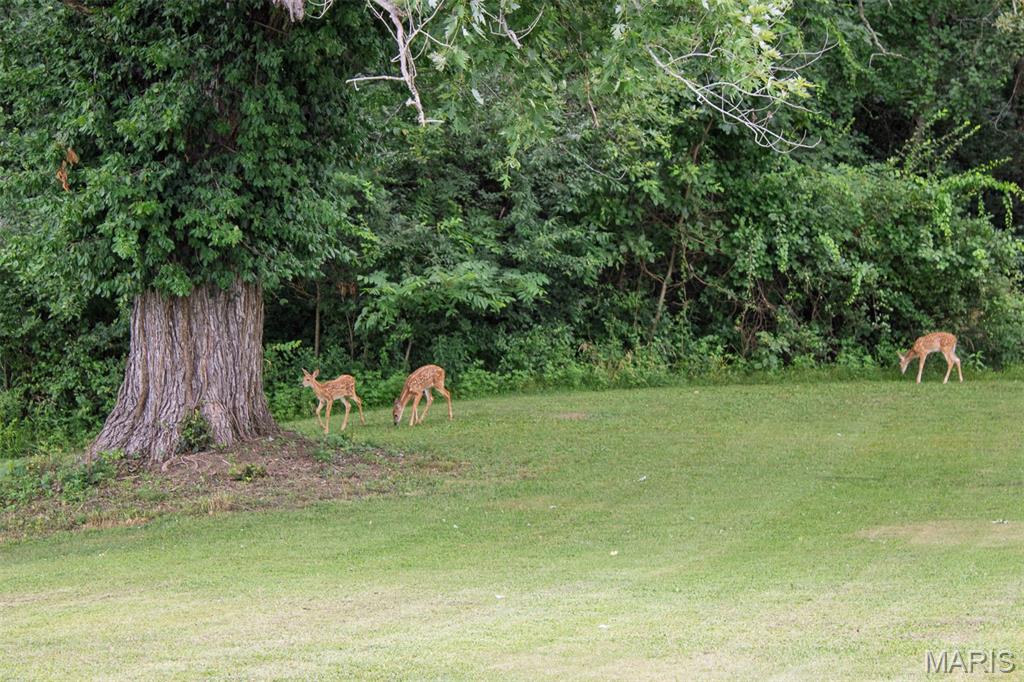 18347 Windy Hill Road Staunton, IL 62088 - Photo 48 of 58