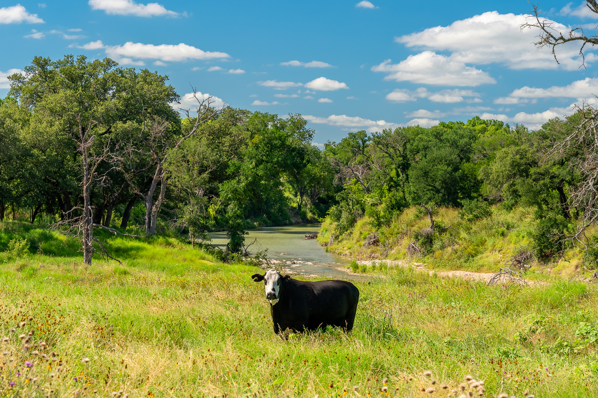 8044 580th Street East Kempner, TX 76539 - Photo 40 of 40 A verdant pasture with a meandering creek, framed by mature trees, offering a serene rural landscape.